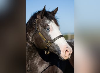 Appaloosa, Mare, 12 years, 16.1 hh, Black