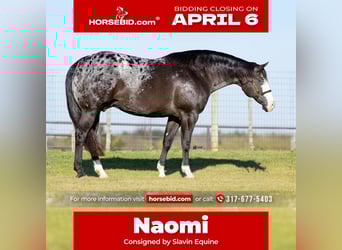 Appaloosa, Mare, 12 years, 16.1 hh, Black