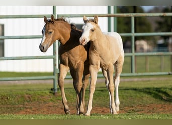 Appaloosa, Mare, 12 years, 16,1 hh, Black
