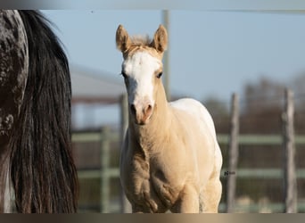 Appaloosa, Mare, 12 years, 16,1 hh, Black