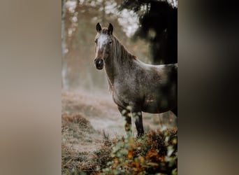 Appaloosa, Mare, 12 years, Overo-all-colors
