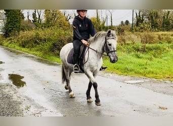 Appaloosa, Mare, 13 years, 13.1 hh, Gray-Fleabitten