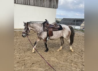 Appaloosa Mix, Mare, 13 years, 13,1 hh, Leopard-Piebald