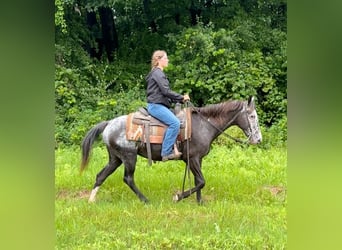 Appaloosa, Mare, 13 years, 14,1 hh, Black