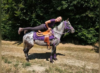 Appaloosa, Mare, 13 years, 14.2 hh, Leopard-Piebald