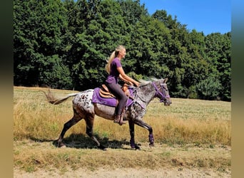 Appaloosa, Mare, 13 years, 14.2 hh, Leopard-Piebald