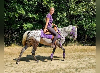 Appaloosa, Mare, 13 years, 14.2 hh, Leopard-Piebald