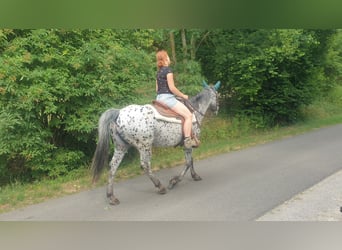 Appaloosa, Mare, 13 years, 14.3 hh, Leopard-Piebald