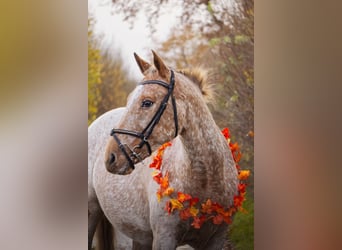 Appaloosa Mix, Mare, 13 years, 15,2 hh