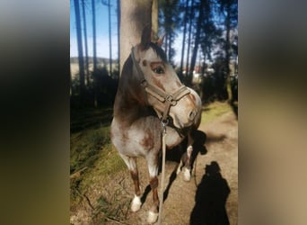Appaloosa, Mare, 13 years, 16 hh, Brown Falb mold