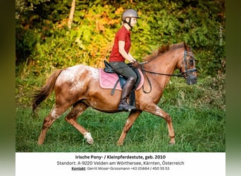 Appaloosa Mix, Mare, 14 years, 13,3 hh