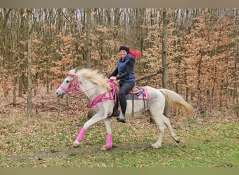 Appaloosa, Mare, 14 years, 14.2 hh, Pinto