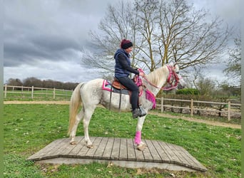 Appaloosa, Mare, 14 years, 14.2 hh, Pinto