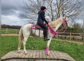 Appaloosa, Mare, 14 years, 14,2 hh, Pinto