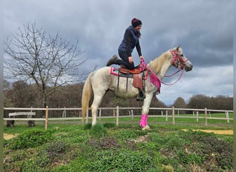 Appaloosa, Mare, 14 years, 14,2 hh, Pinto