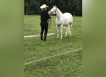 Appaloosa, Mare, 14 years, 14,3 hh, White