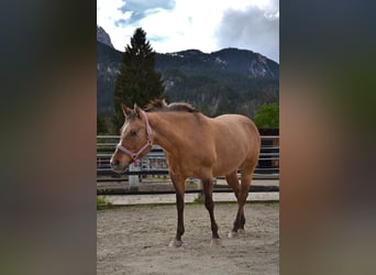 Appaloosa, Mare, 14 years, 15.1 hh, Brown