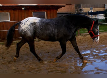 Appaloosa, Mare, 14 years, 15 hh