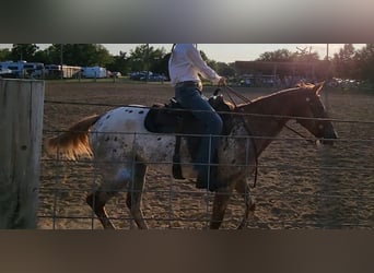 Appaloosa, Mare, 14 years, 15 hh, Gray-Red-Tan