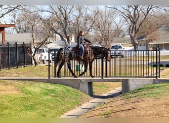 Appaloosa, Mare, 14 years, 15 hh
