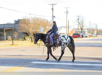 Appaloosa, Mare, 14 years, 15 hh