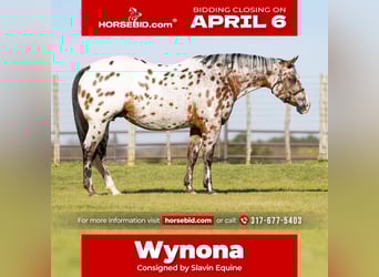 Appaloosa, Mare, 14 years, 15,3 hh, Bay