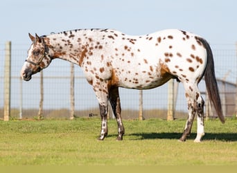 Appaloosa, Mare, 14 years, 15,3 hh, Bay