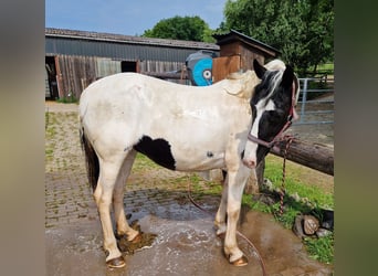 Appaloosa Mix, Mare, 15 years, 14,2 hh, Pinto