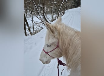 Appaloosa Mix, Mare, 15 years, 15.2 hh, Leopard-Piebald