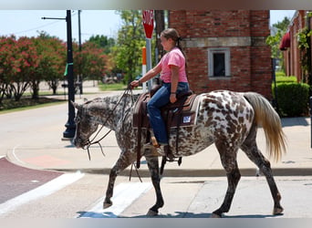 Appaloosa, Mare, 15 years