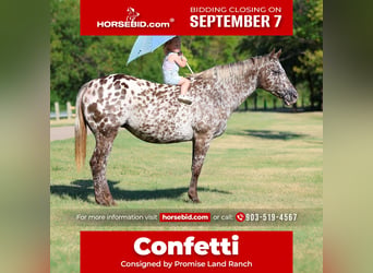 Appaloosa, Mare, 15 years