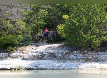 Appaloosa, Mare, 15 years