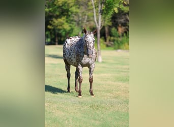 Appaloosa, Mare, 15 years