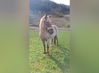 Appaloosa Mix, Mare, 16 years, 14 hh, Roan-Red