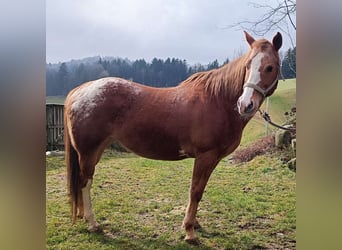Appaloosa, Mare, 16 years, 15.1 hh, Chestnut-Red