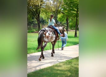 Appaloosa, Mare, 16 years, 15 hh