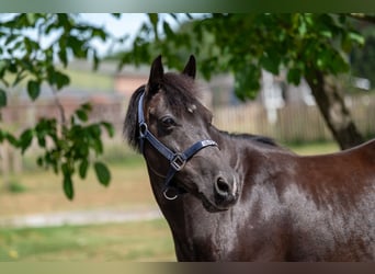 Appaloosa, Mare, 17 years, 12,2 hh, Smoky-Black