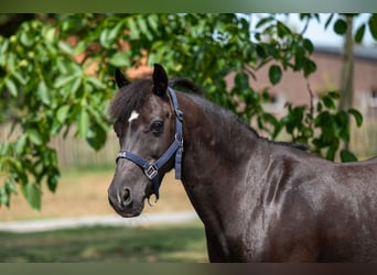 Appaloosa, Mare, 17 years, 12,2 hh, Smoky-Black
