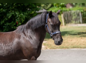 Appaloosa, Mare, 17 years, 12,2 hh, Smoky-Black
