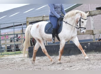 Appaloosa, Mare, 17 years, 14,2 hh, Roan-Red