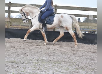 Appaloosa, Mare, 17 years, 14,2 hh, Roan-Red