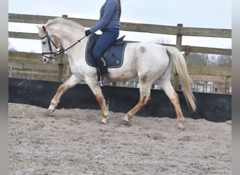 Appaloosa, Mare, 17 years, 14,2 hh, Roan-Red