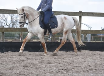 Appaloosa, Mare, 17 years, 14,2 hh, Roan-Red