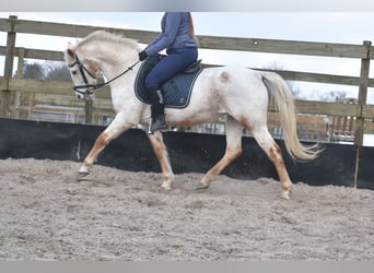 Appaloosa, Mare, 17 years, 14,2 hh, Roan-Red