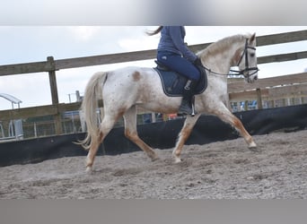 Appaloosa, Mare, 17 years, 14,2 hh, Roan-Red