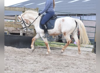 Appaloosa, Mare, 17 years, 14,2 hh, Roan-Red