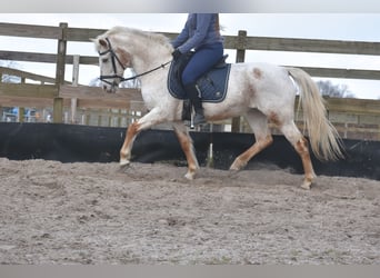 Appaloosa, Mare, 17 years, 14,2 hh, Roan-Red