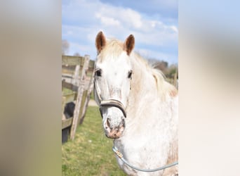 Appaloosa, Mare, 17 years, 14,2 hh, Roan-Red