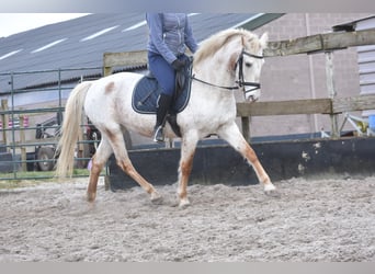 Appaloosa, Mare, 17 years, 14,2 hh, Roan-Red