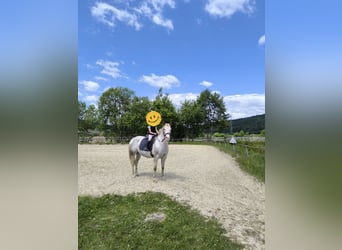 Appaloosa, Mare, 17 years, 14,3 hh, Roan-Red